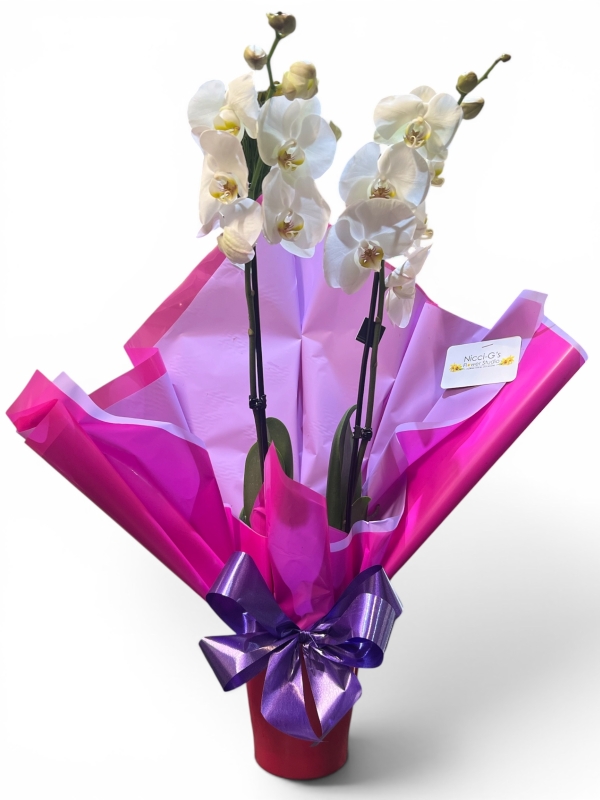 Orchid Elegance