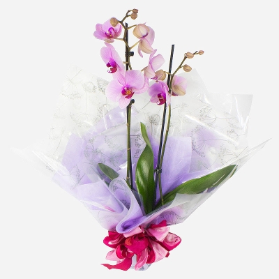 Phalaenopsis Beauty