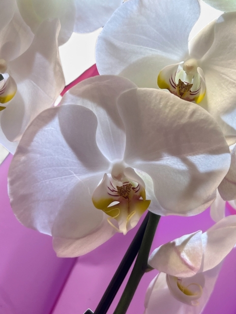 orchid Elegance Bundle