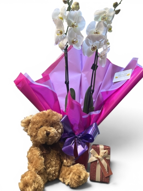 orchid Elegance Bundle